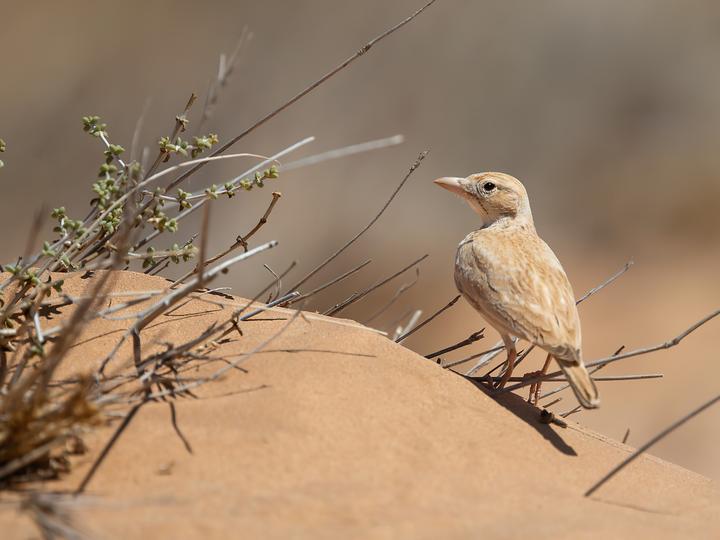 Dunn's Lark