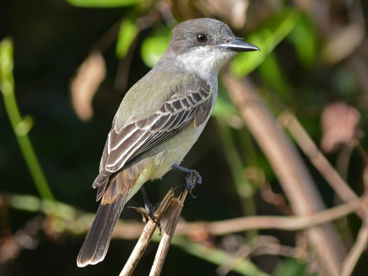 Loggerhead Kingbird