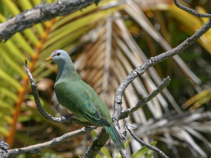Atoll Fruit Dove