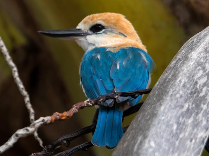 Mangareva Kingfisher