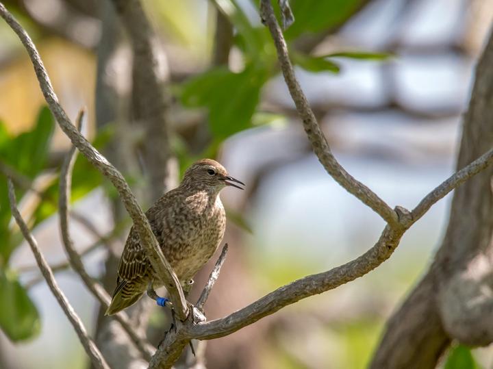 Tuamotu Sandpiper