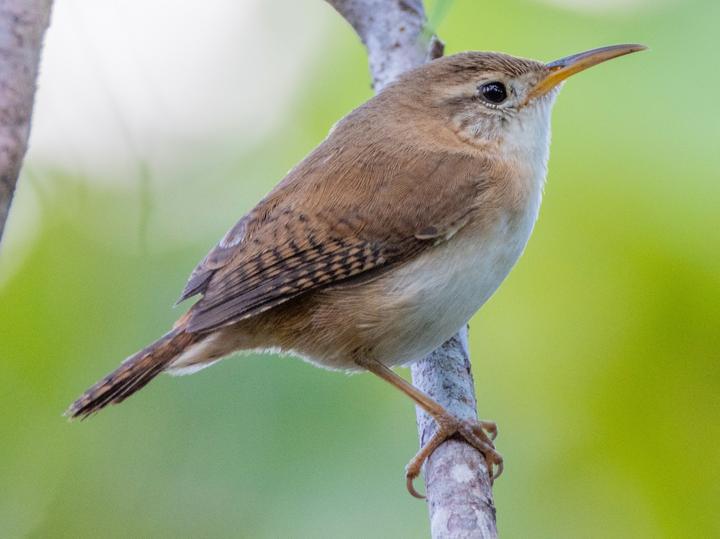 St. Lucia Wren