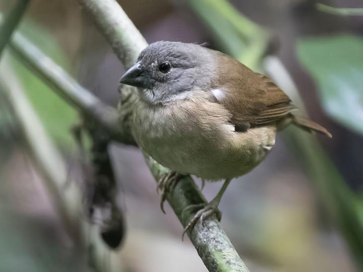 St. Lucia Black Finch