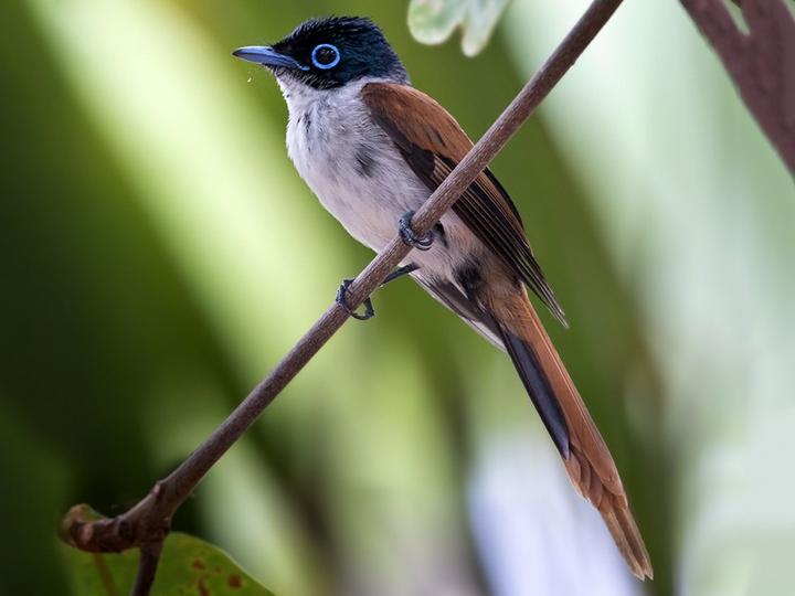 Sao Tome Paradise Flycatcher