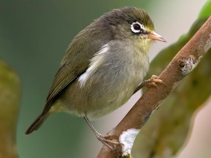 Sao Tome White-eye