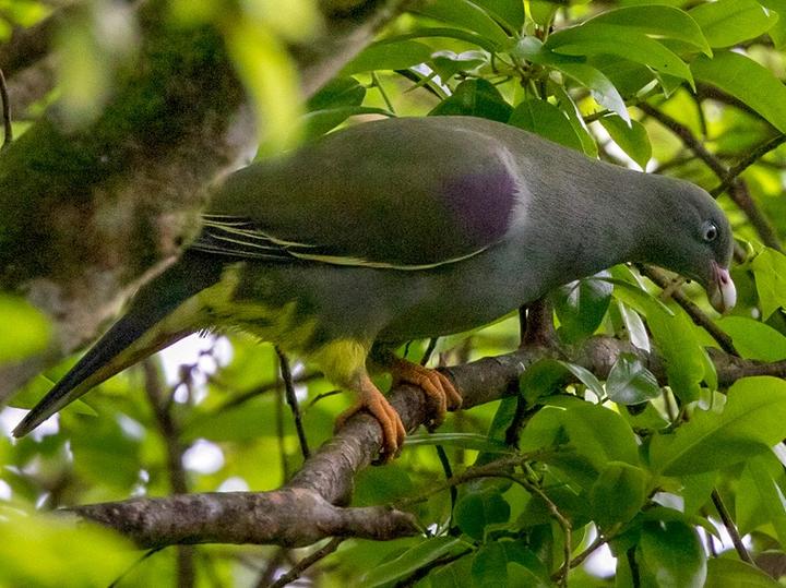 Sao Tome Green Pigeon