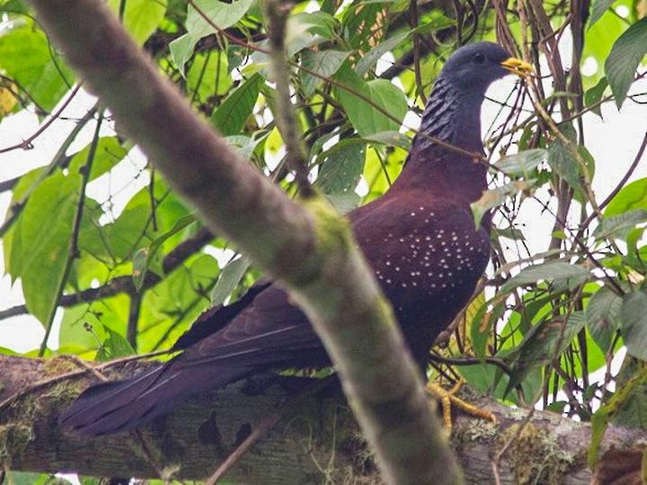 Sao Tome Olive Pigeon