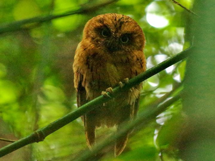 Sao Tome Scops Owl