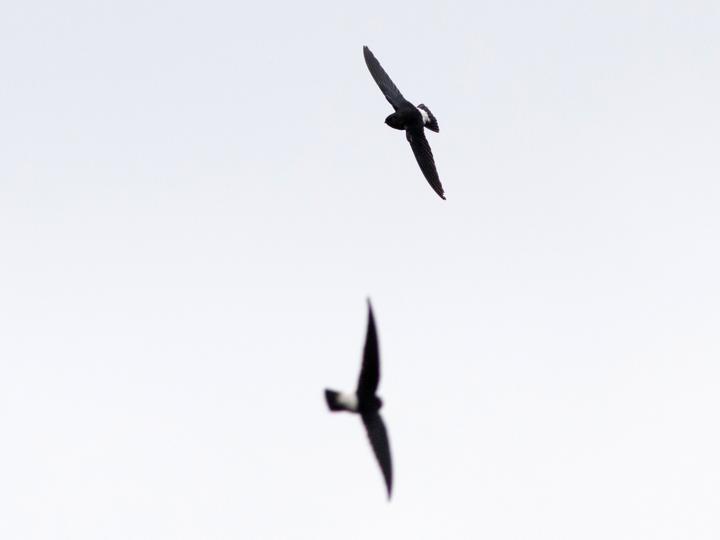 Sao Tome Spinetail