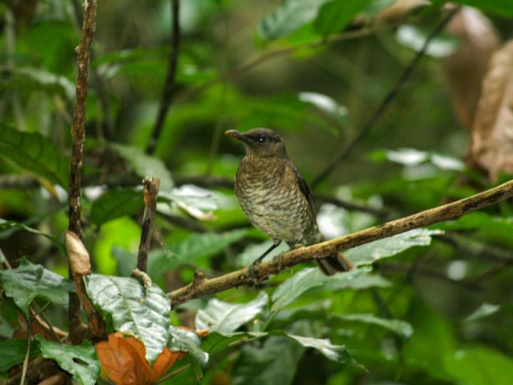 Sao Tome Thrush