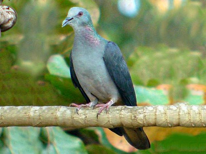 Island Bronze-naped Pigeon