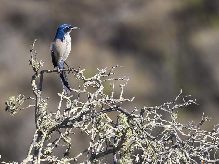 Island Scrub Jay