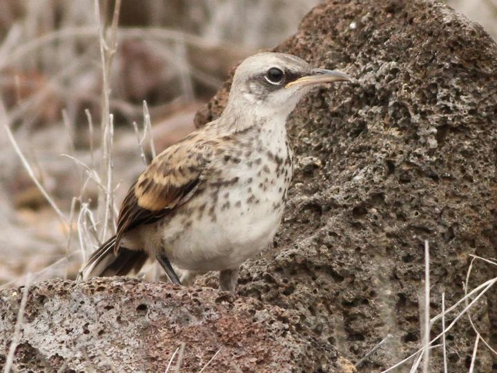 San Cristobal Mockingbird