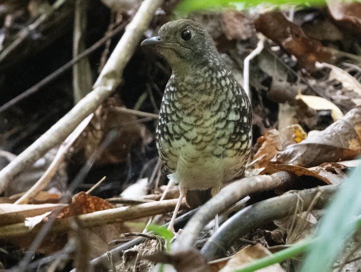 Makira Thrush