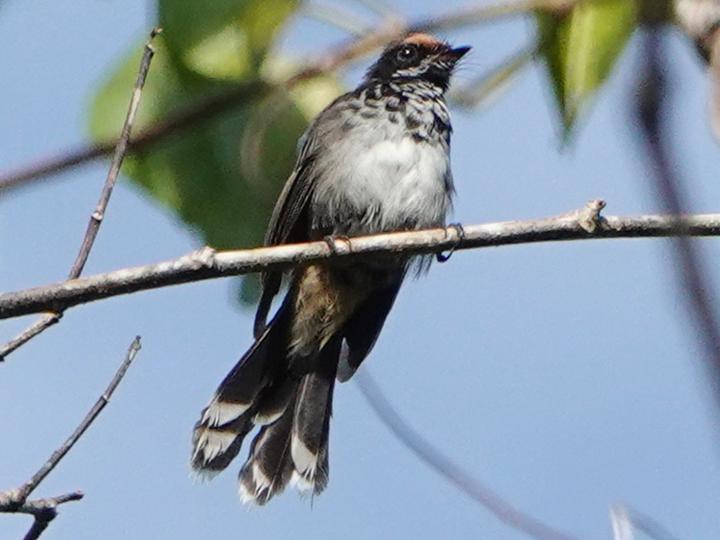 Santa Cruz Fantail