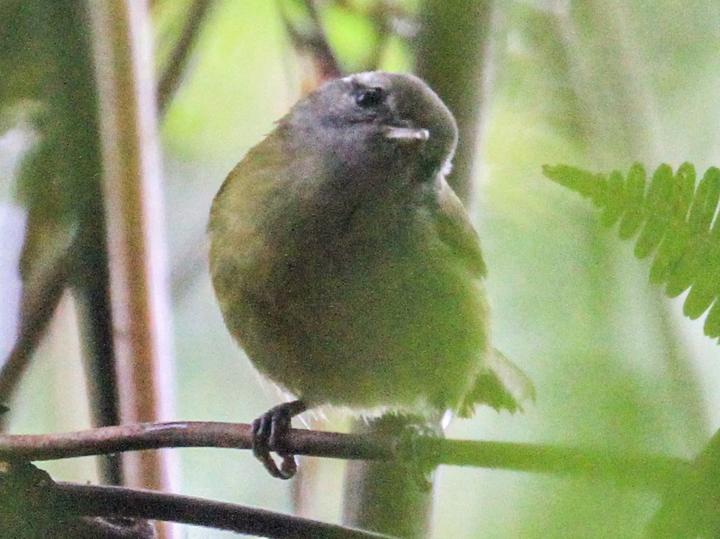 Makira Leaf Warbler