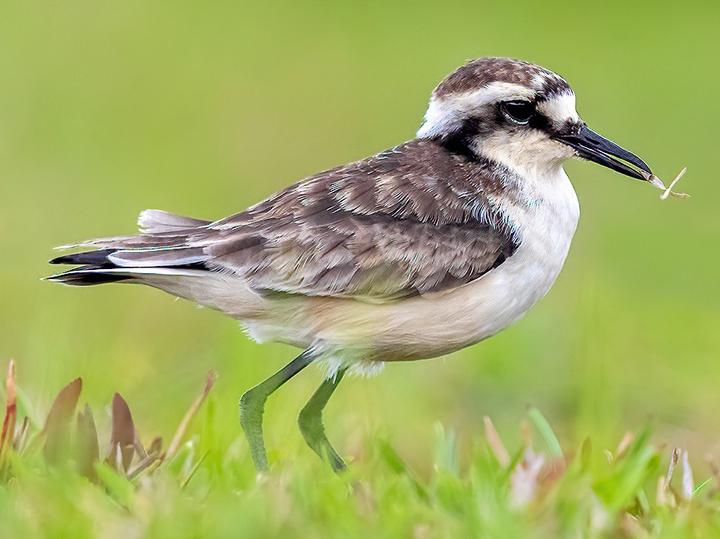 St. Helena Plover