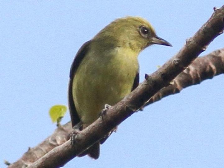 Santa Cruz White-eye