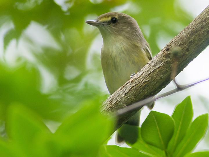 San Andres Vireo