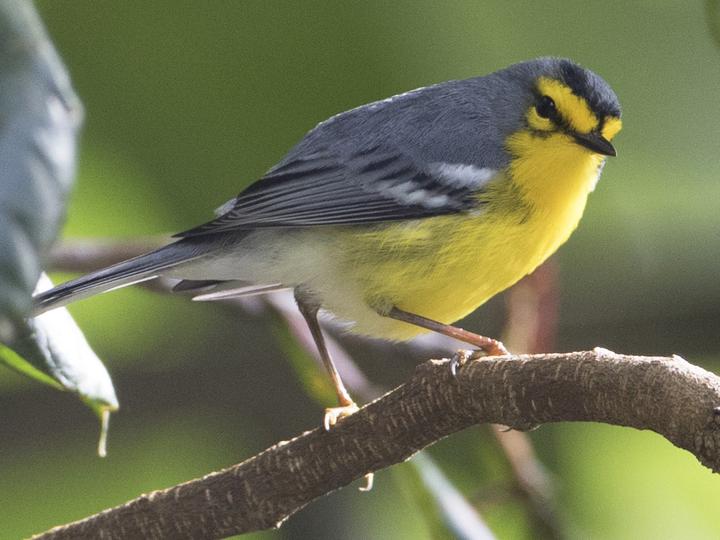 St. Lucia Warbler