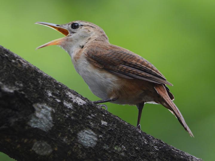 St. Vincent Wren