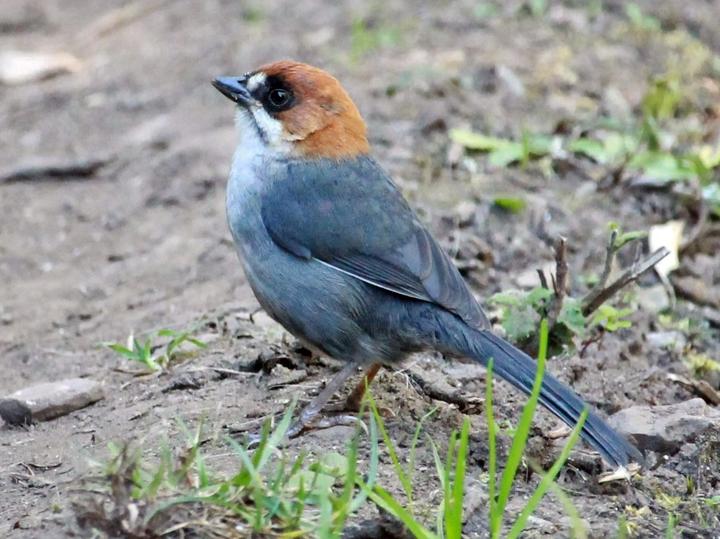 Apurimac Brushfinch