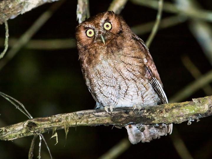 Santa Marta Screech Owl