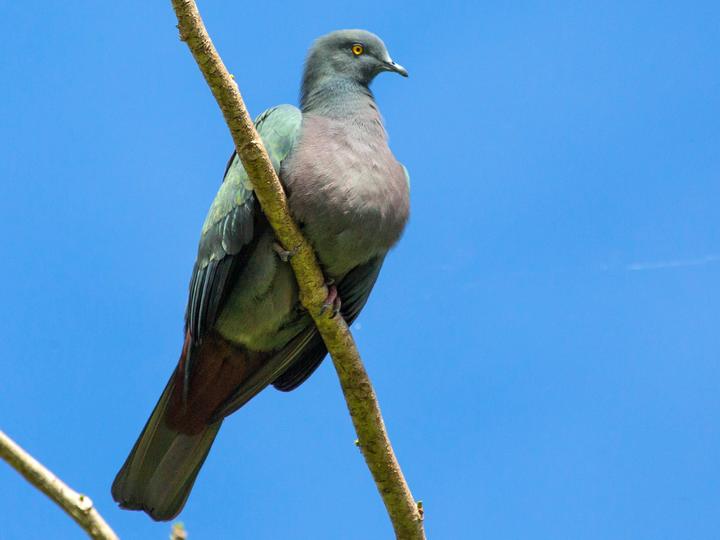 Christmas Imperial Pigeon