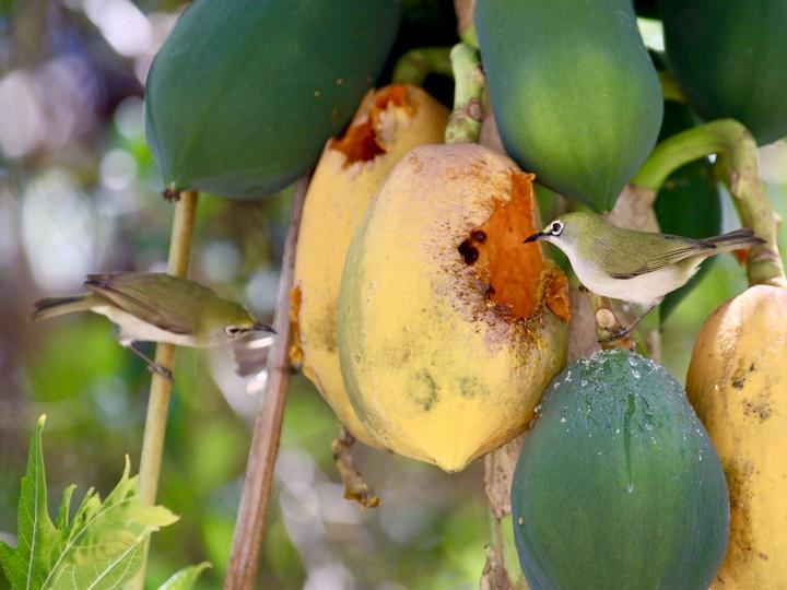 Christmas White-eye