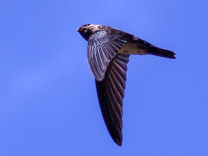 Christmas Swiftlet