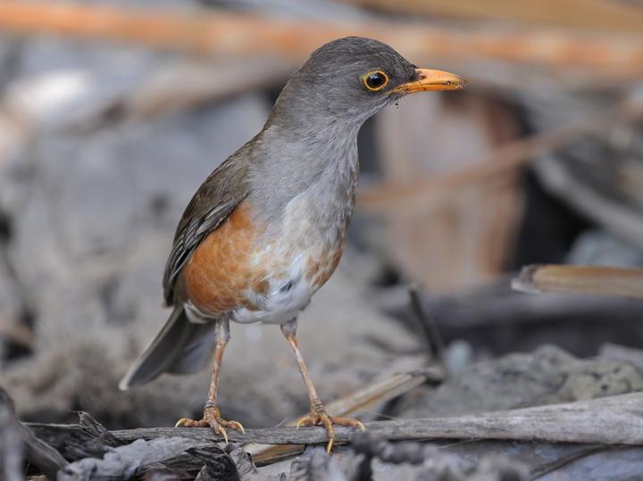 Christmas Island Thrush