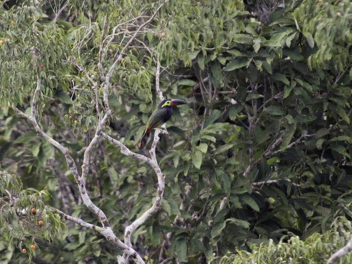Guianan Toucanet