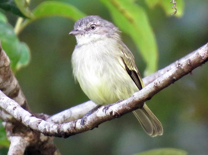 Guianan Tyrannulet