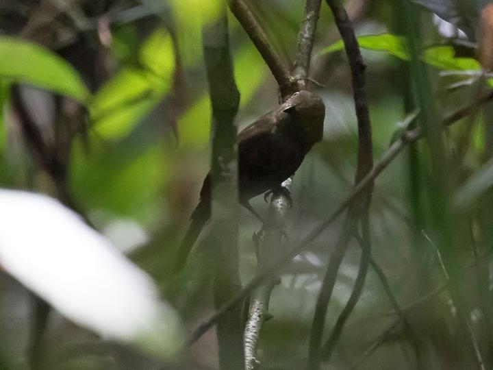 Guianan Schiffornis