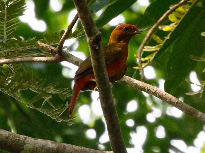 Guianan Red Cotinga