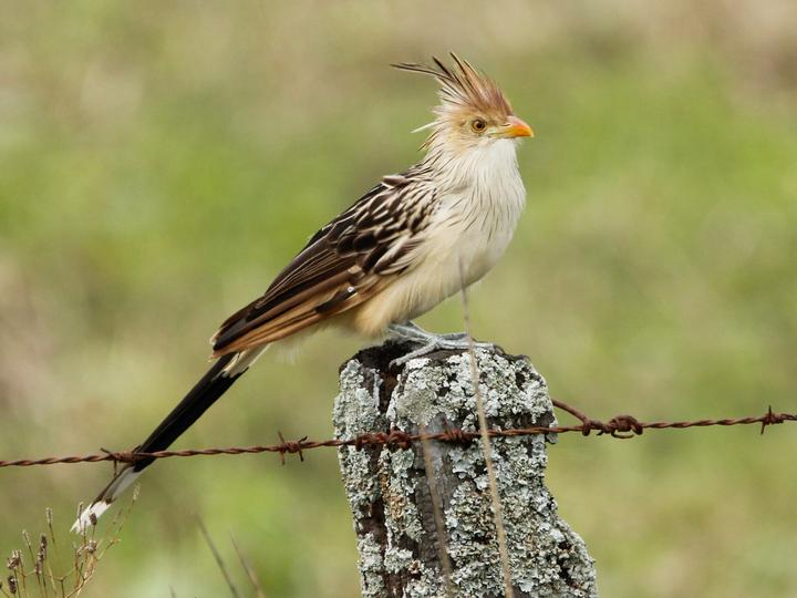Guira Cuckoo