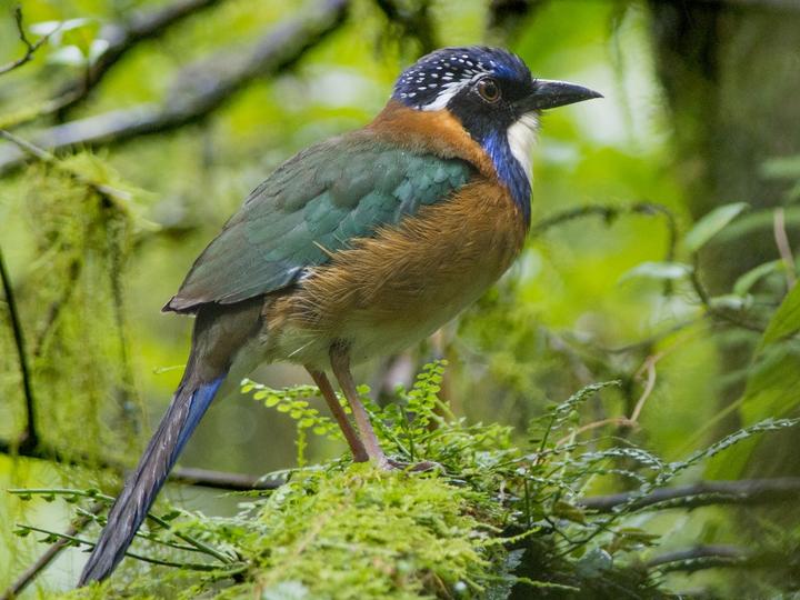 Pitta-like Ground Roller