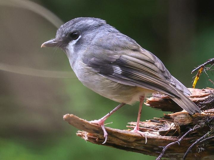 Ashy Robin