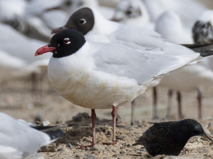 Mediterranean Gull