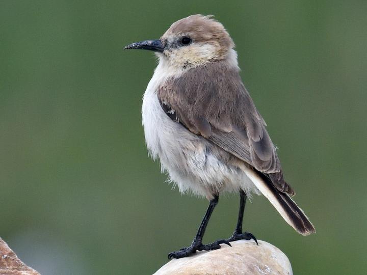 Ground Tit