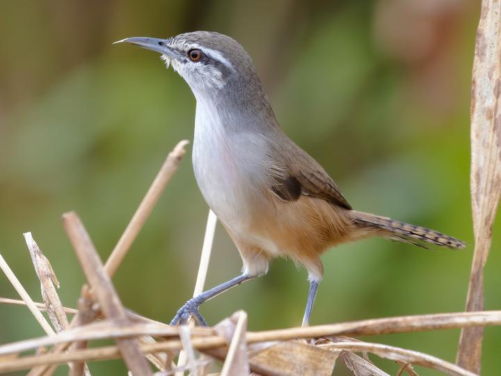 Isthmian Wren
