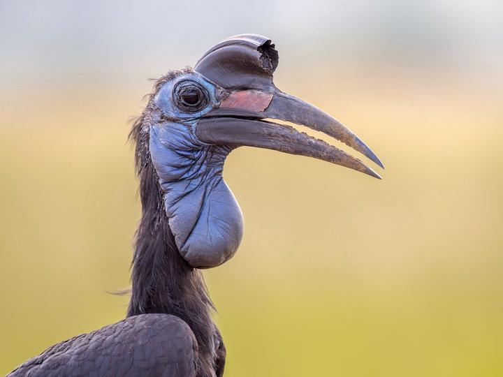 Abyssinian Ground Hornbill