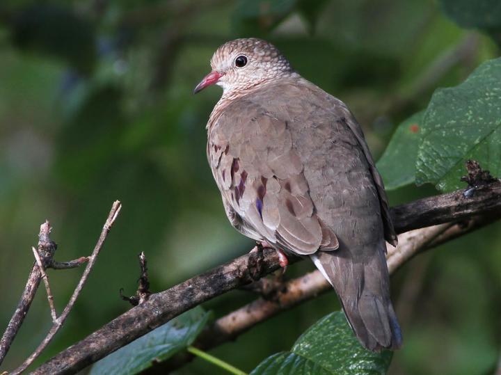 Common Ground Dove
