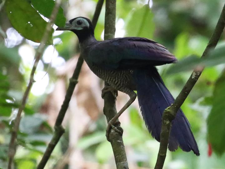 Bornean Ground Cuckoo