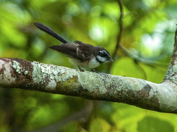 Kadavu Fantail