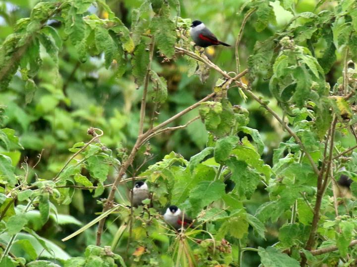 Kandt's Waxbill