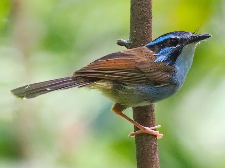 Campbell's Fairywren