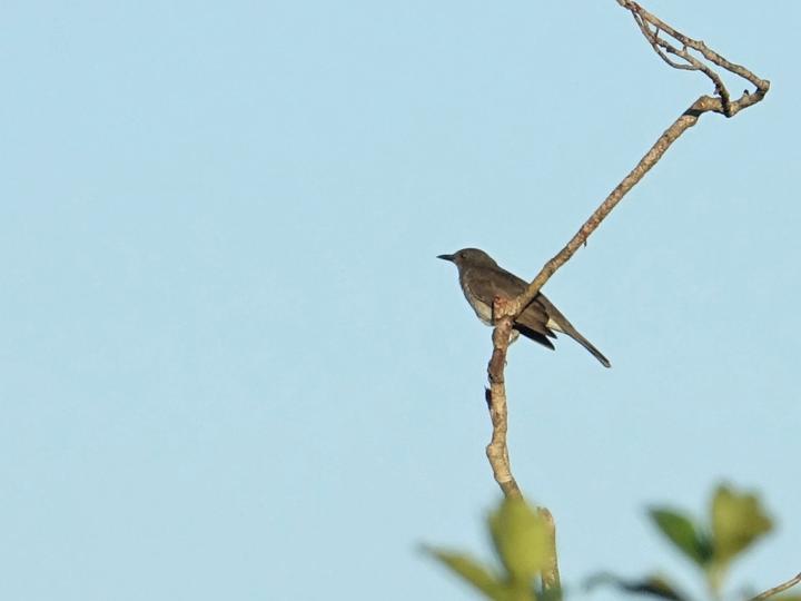 Campina Thrush