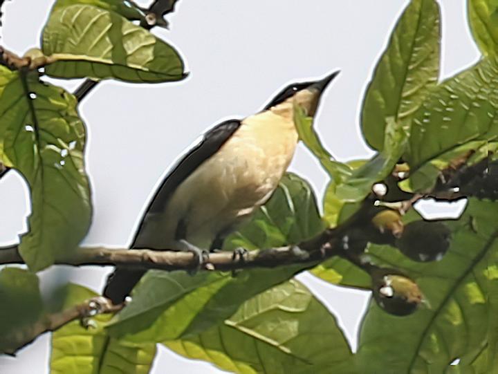 Usambara Hyliota