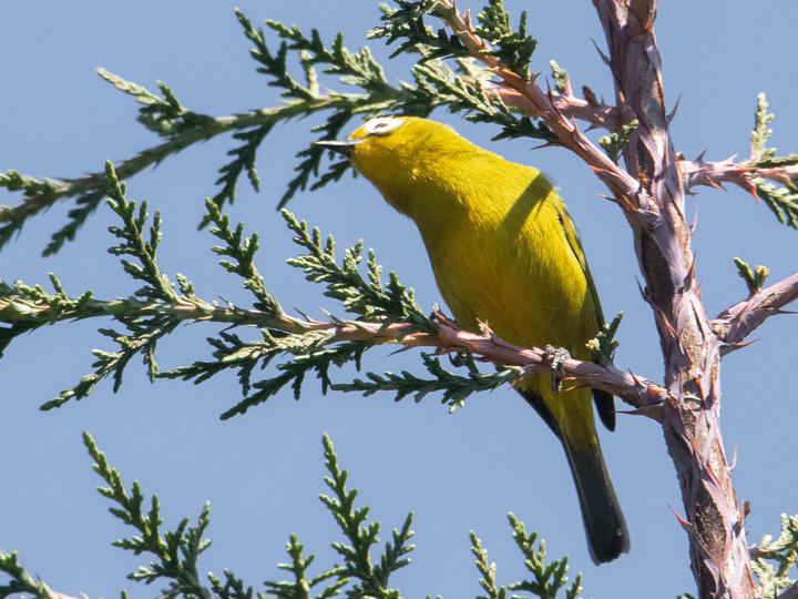 Mbulu White-eye